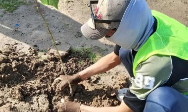 استمرار حملة التشجير في الناصرية